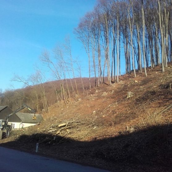 Waldrand bei Sonnenschein