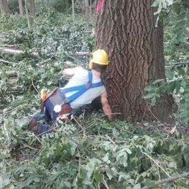 Mensch in blauer Sicherheitskleidung bei der Fällung eines Baums