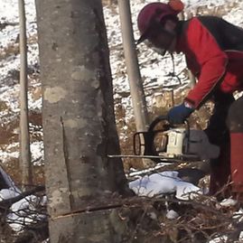 Ein Arbeiter in rotem Schutzanzug fällt einen Baum mit einer Kettensäge