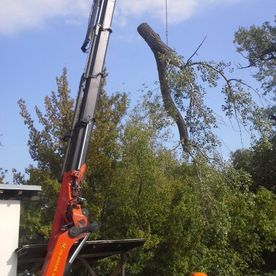 Sorgfältiger und achtsamer Abtransport eines gefällten Asts