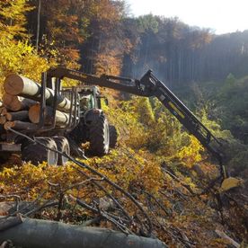 Baumfällung am steilen Hang