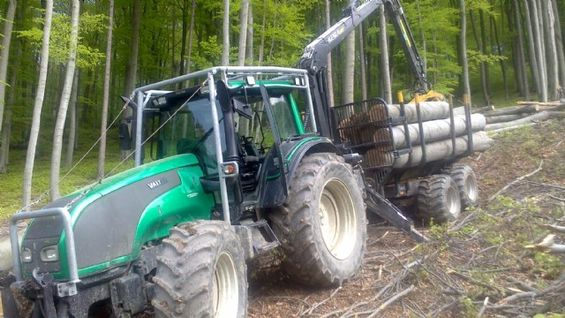 Traktor transportiert geschlagene Baumstämme ab