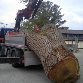 Massiver Baumstamm wird auf einen Transporter geladen