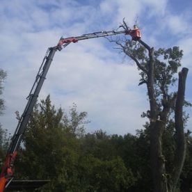 Kran mit Schneidemaschine stutzt Baum