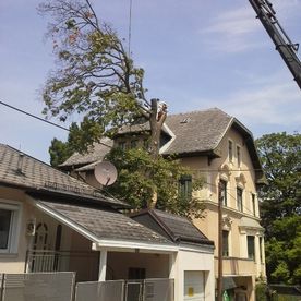 Kran mit Schneidemaschine fällt Baum neben Haus