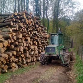 Geschlagene Bäume aufgestapelt